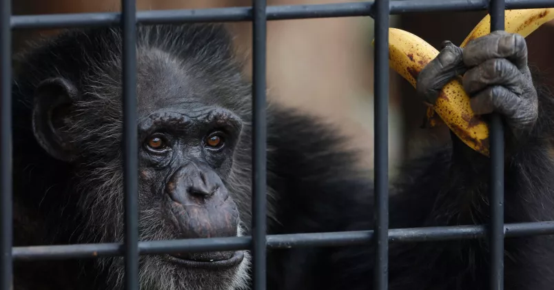 Schimpansen Chita tittar längtansfullt ut från sin bur på ett zoo i Paraguay. AP Photo/Jorge Saenz