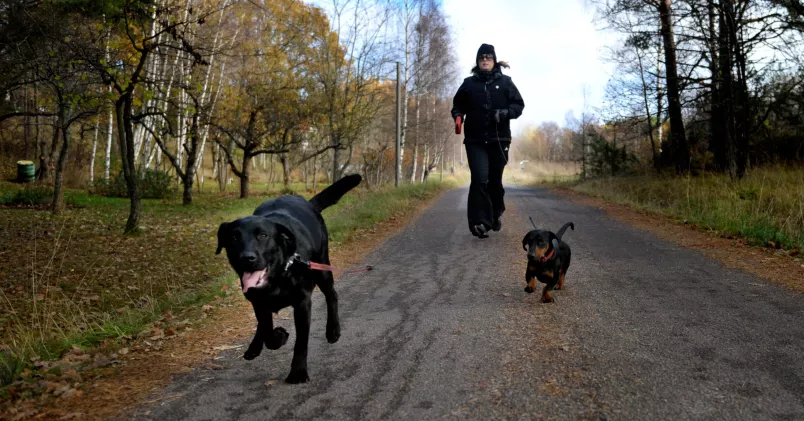 Träna canis lupus familiaris och hippocampus på en gång! (Det vill säga hundarna och den del av hjärnan som styr minnet.) Jessica Gow