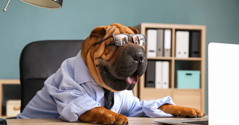 Ha kul på distans. Hund iförd skjorta och glasögon sitter vid skrivbord.